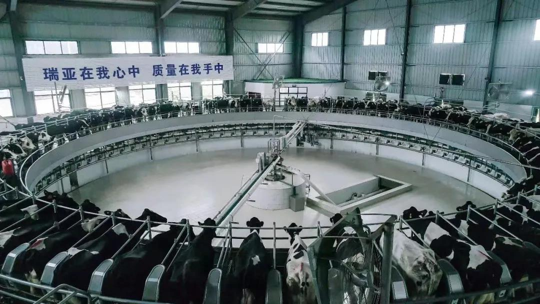 花花牛丨國家奶牛產業(yè)技術體系首席科學家、中國農業(yè)大學教授李勝利一行蒞臨花花牛魯山瑞亞參觀調研